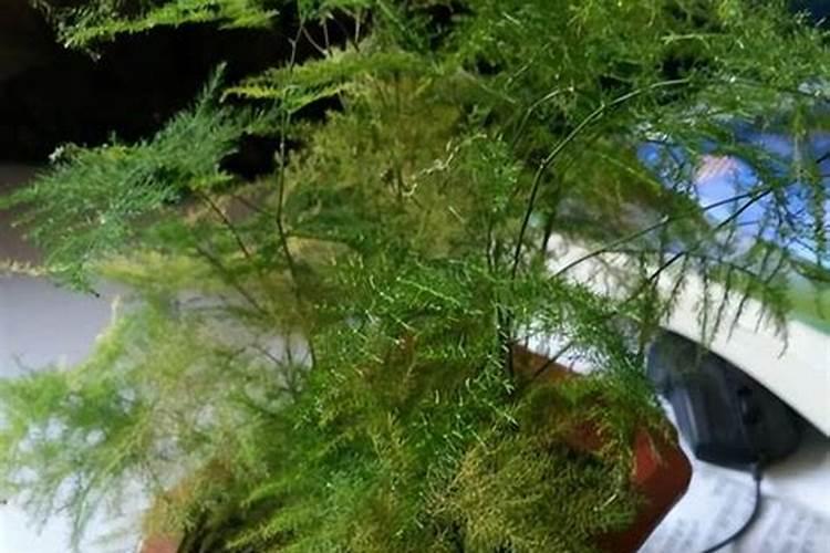 文竹黄叶怎么办？4个原因造成,后附正确解决方法