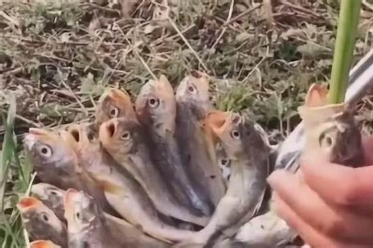 白煮鱼渣能做肥料吗？