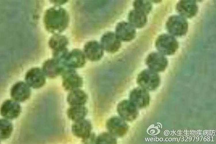 硝化细菌是放在水外面的过滤棉好还是放在水里面的过滤棉里好呢？