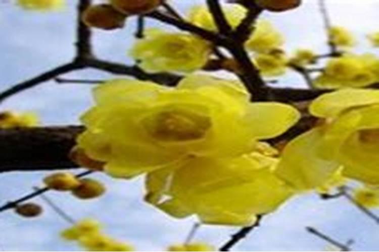 金钱树栽盆盆底可以放泡沫吗