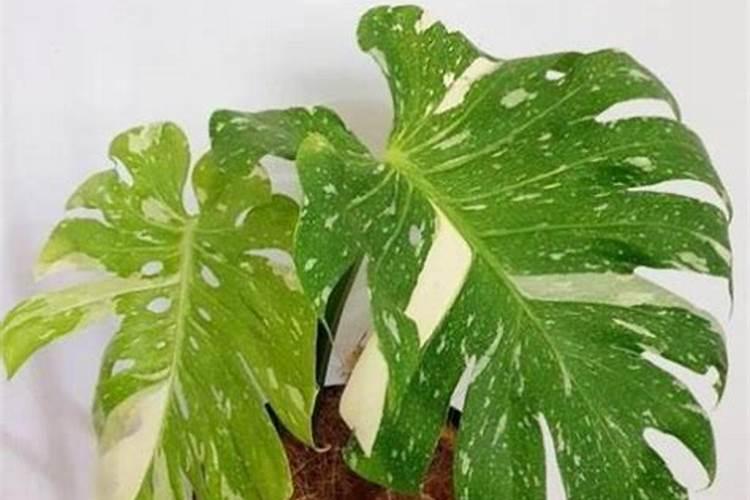 有机硅柔软剂的性能特征