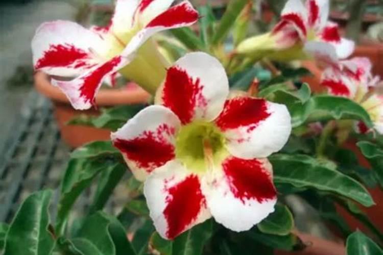 多效唑的用法和用量