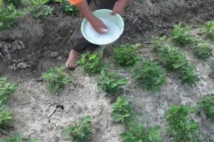 多效唑是植物生长延缓剂吗