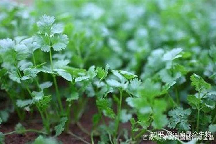 香菜几天浇一次水？几天浇一次水