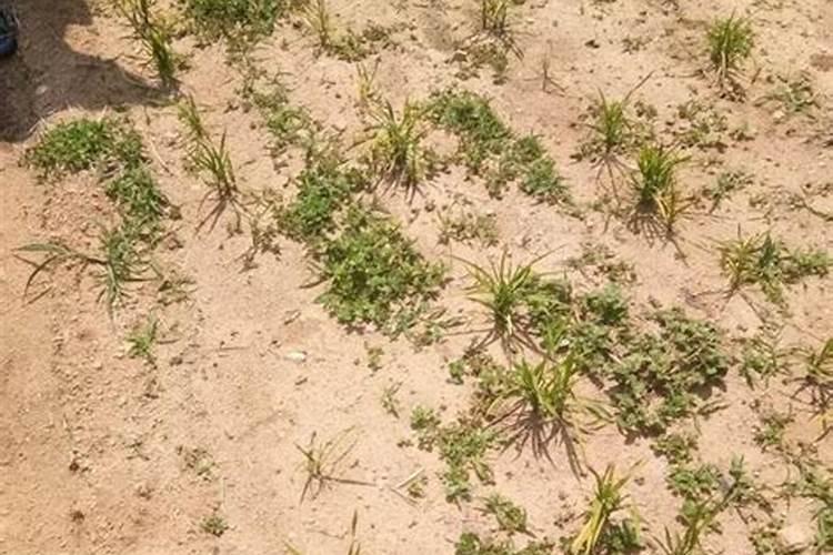 绿色植物怎么才能让他不腐烂