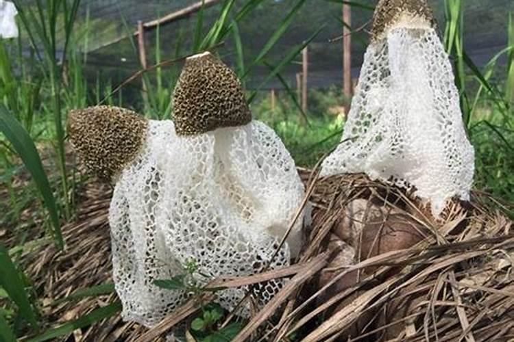 “万能”的芸苔素内酯,你用对了吗？附最全使用方案