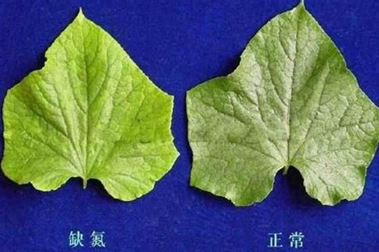 氮肥的作用有哪些