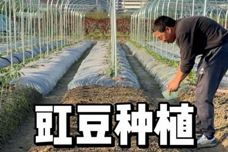 金钱橘多久浇一次水