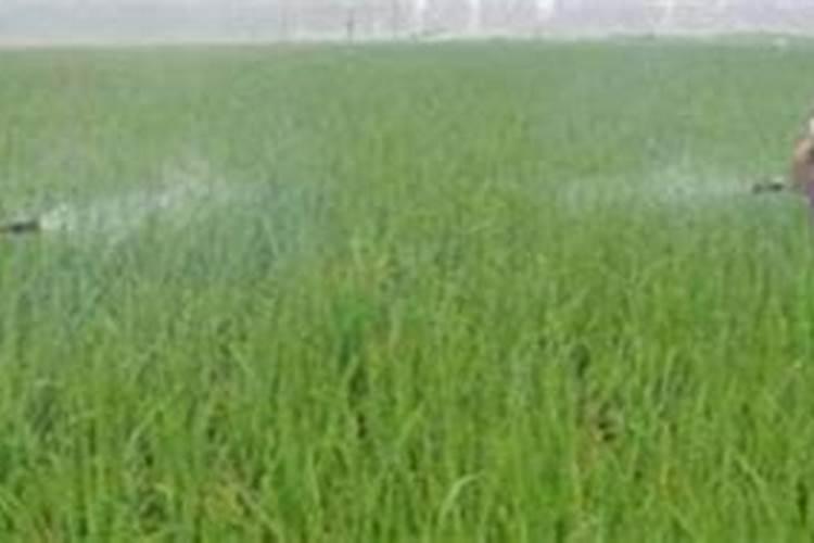 红萝卜第一次追什么肥 怎么施肥效果好