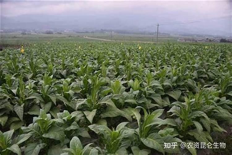 红萝卜施肥用什么肥料