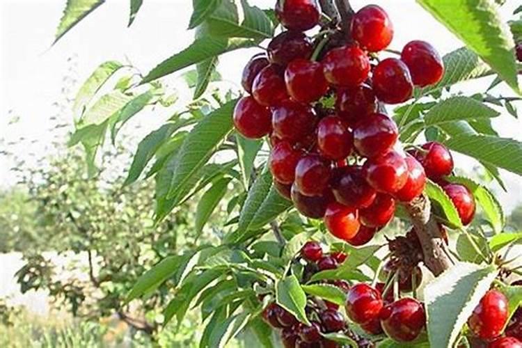 大树营养液的主要成分