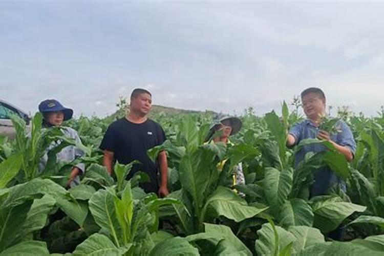 小麦种上以后多长时间浇水,地里草多？