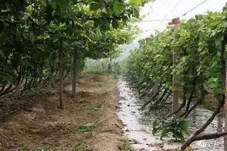 桃树用什么肥料好