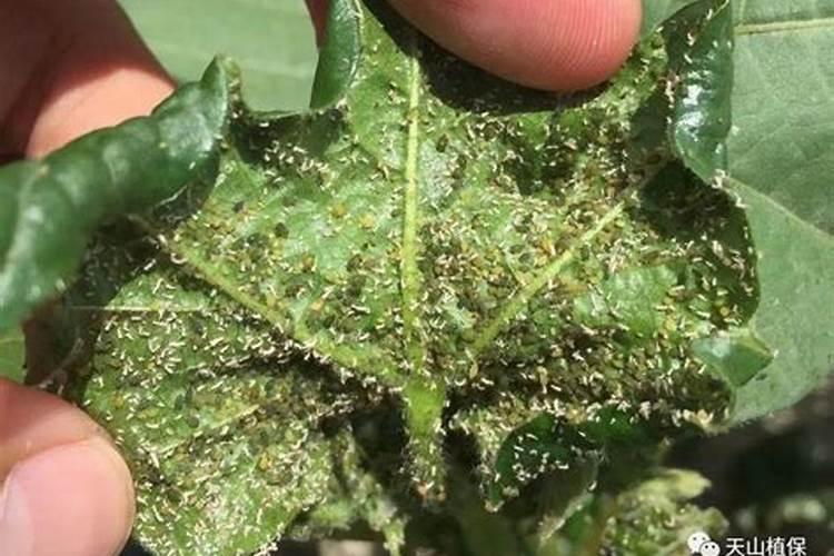 水溶肥的正确使用方法 水溶肥的使用方法