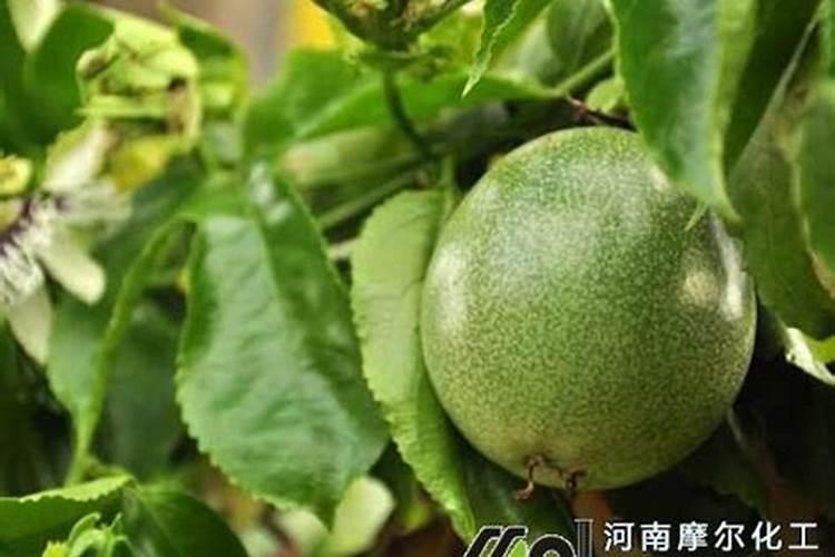 百香果什么肥料用多了果会定型？