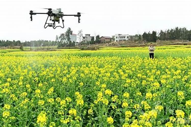 是氨基酸对葡着色好好是鱼蛋白对葡萄着色好？