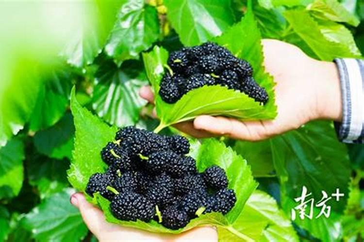 腐植酸、氨基酸、海藻素和鱼蛋白