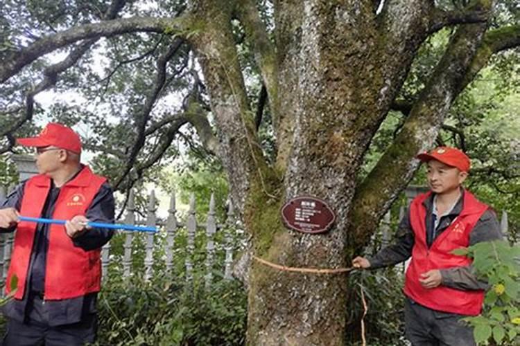 古树施肥的注意点