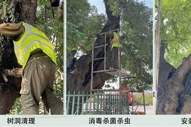 千年木多久施肥 如何为千年木施肥？