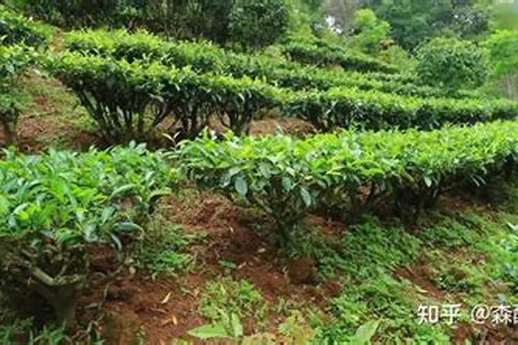 碧护在什么情况下才能用？