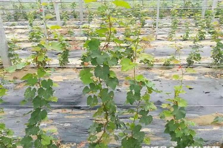 水溶肥该如何施肥？水溶肥施肥有什么方法？