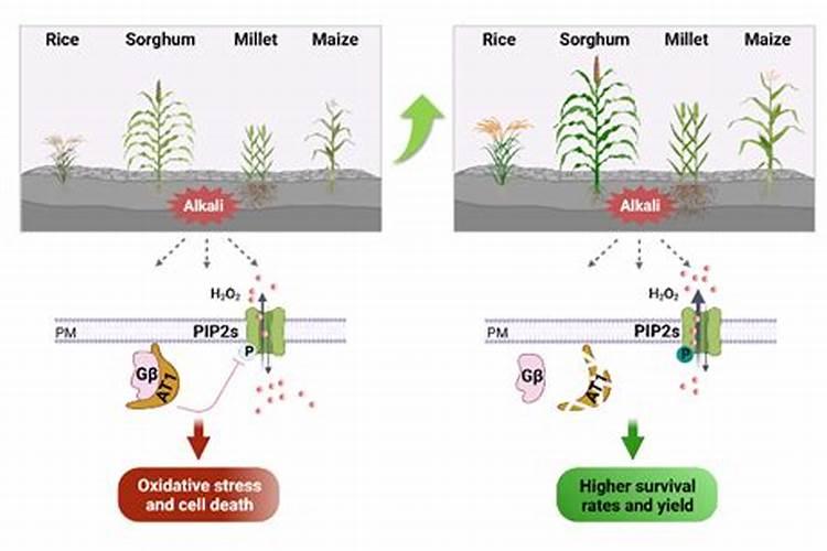 毛豆结荚期可以施肥吗