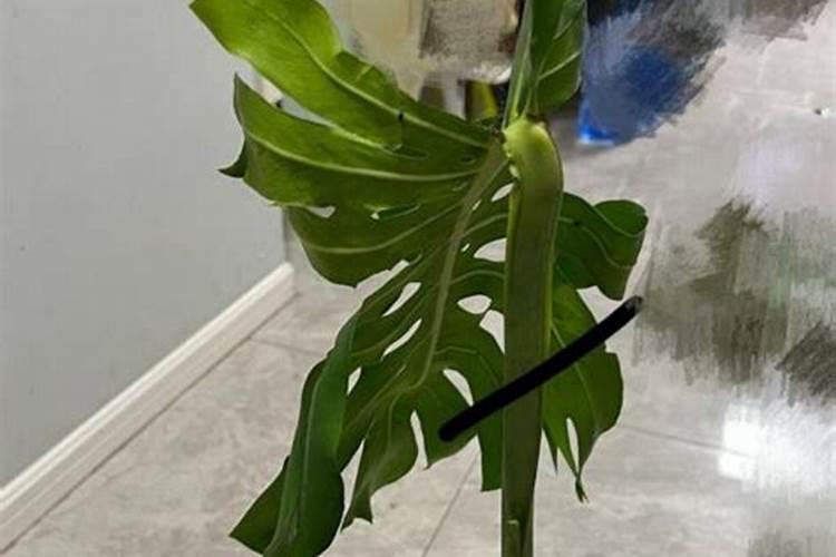 龟背竹茎太长倒伏怎么办