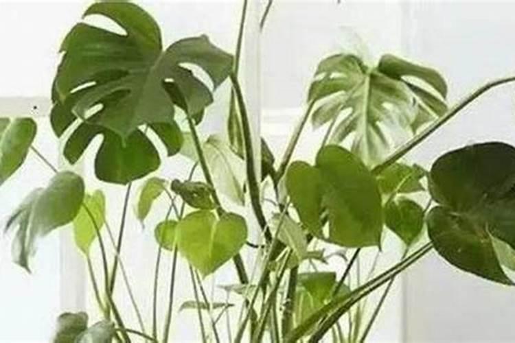 花多多10号适合浇什么花