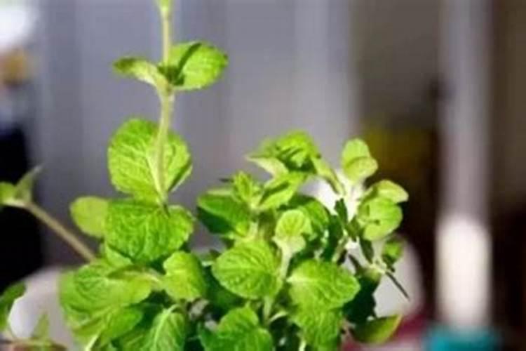 薄荷怎么繁殖？