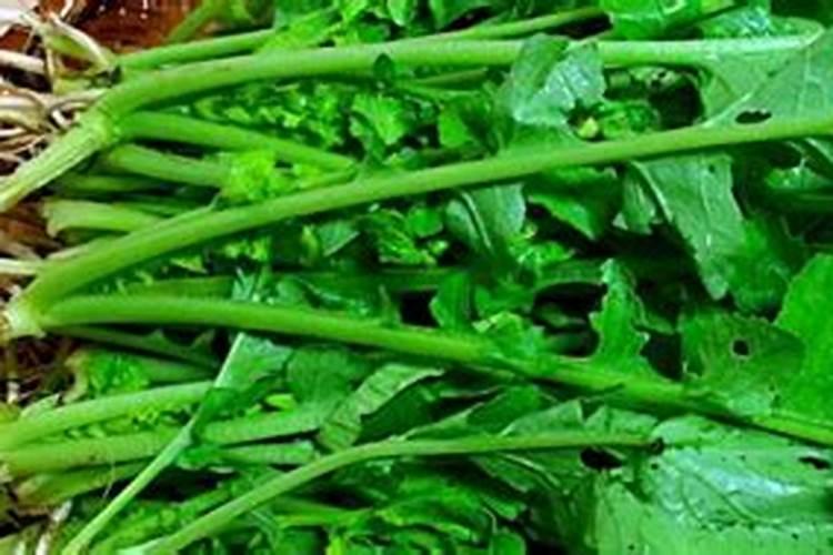 八角施什么肥最好