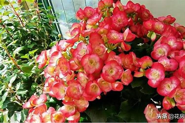 桂花冬天用不用施肥？