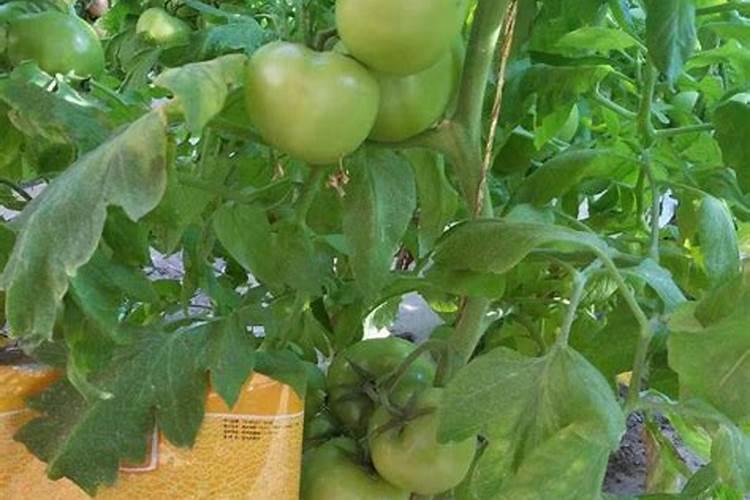 月季花冬季如何施肥效果最好,可以用水溶肥吗？