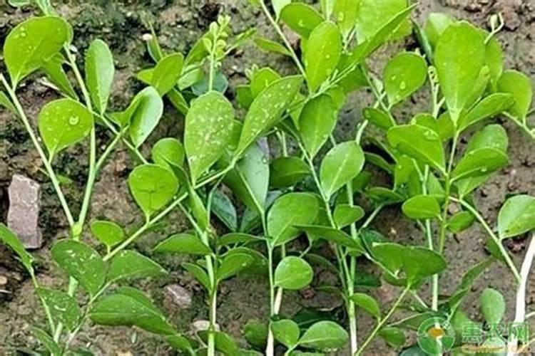 橘子皮怎么做花肥