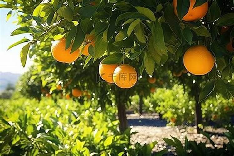 钾肥怎么辨别真假