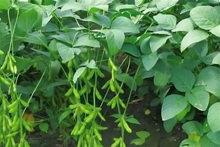 黄豆施什么肥比较好