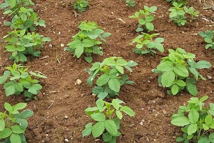 黄豆肥氮磷钾含量是多少