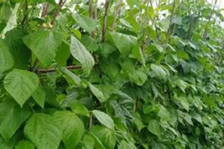 玉米什么时候使用叶面肥？玉米叶面肥喷施浓度