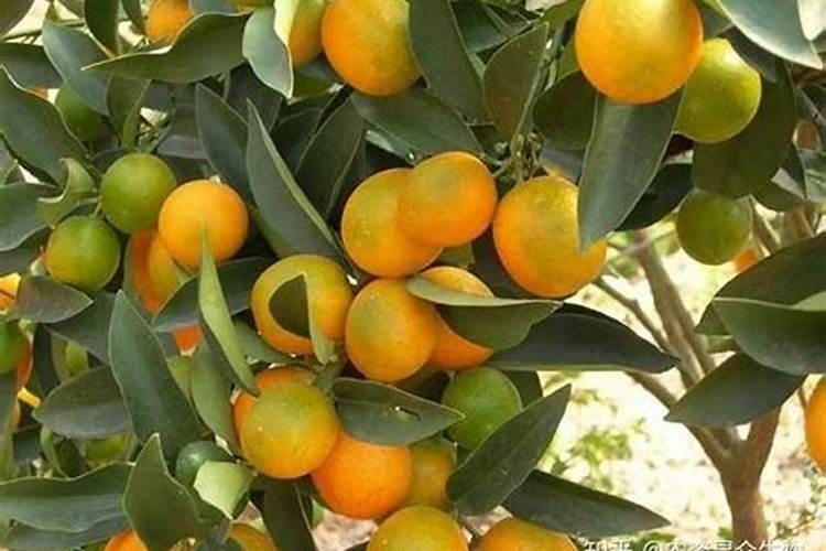 柑橘膨果用什么肥料