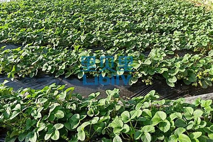 玉米黄叶病用什么药？