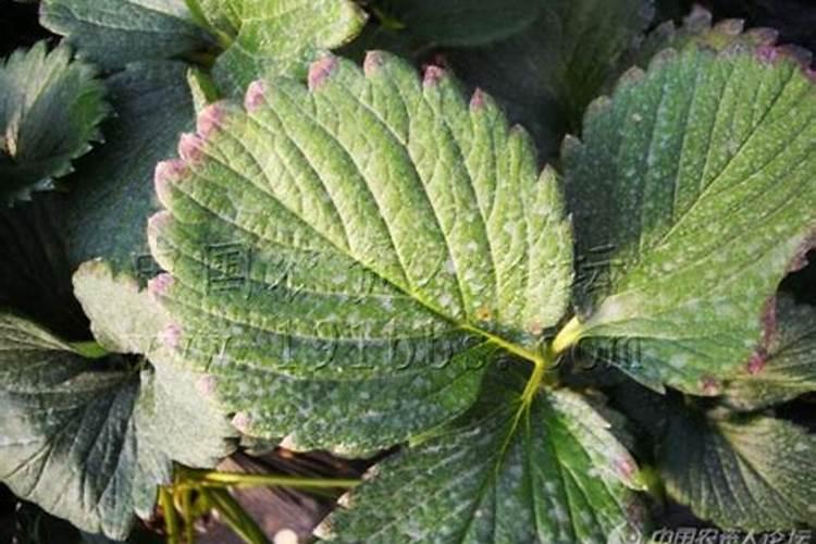 放在室内又放阳台晒太阳,草莓干叶边和死是怎么回事？