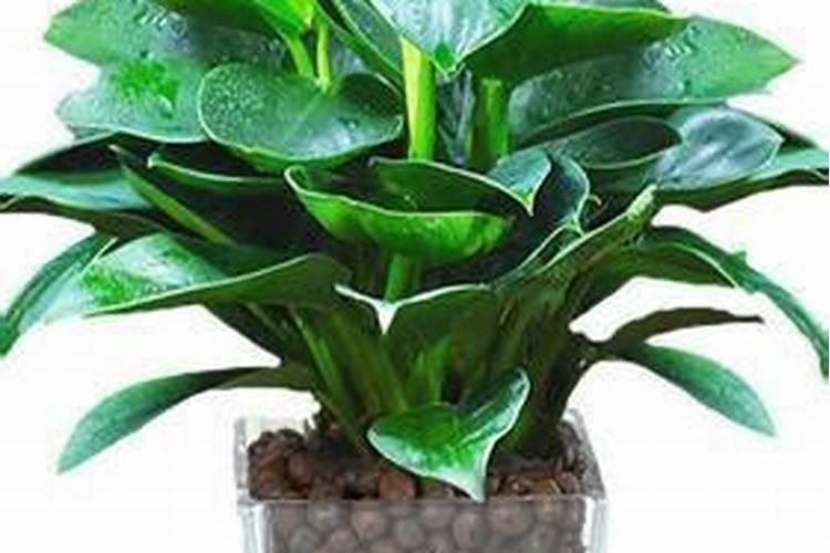 金钻施肥什么肥料最好 金钻施肥要注意什么