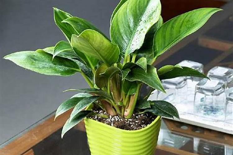 金钻施肥什么肥料最好 金钻施肥要注意什么