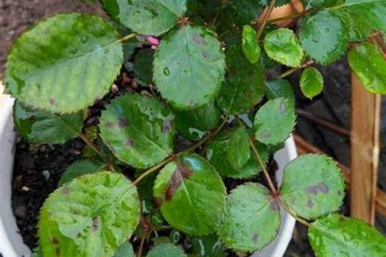 月季黑斑病的发生规律及防治方法