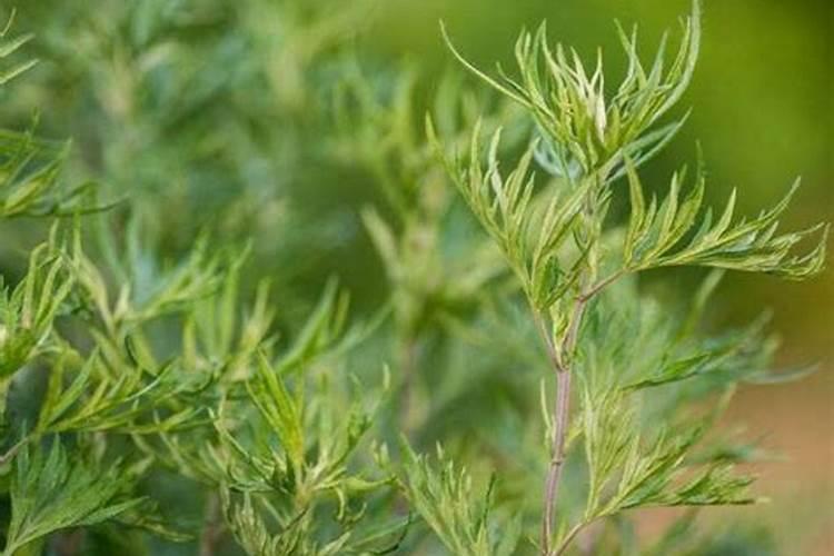 龙骨的饲养方法和注意事项有哪些？