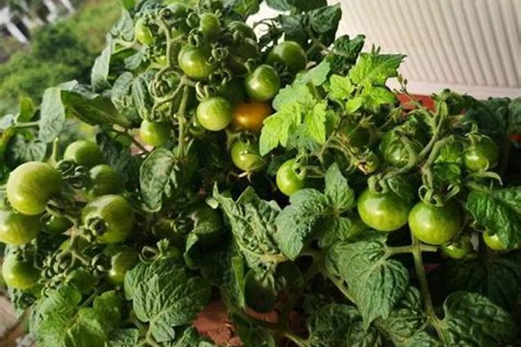 狗狗吃的乳酸钙奶片