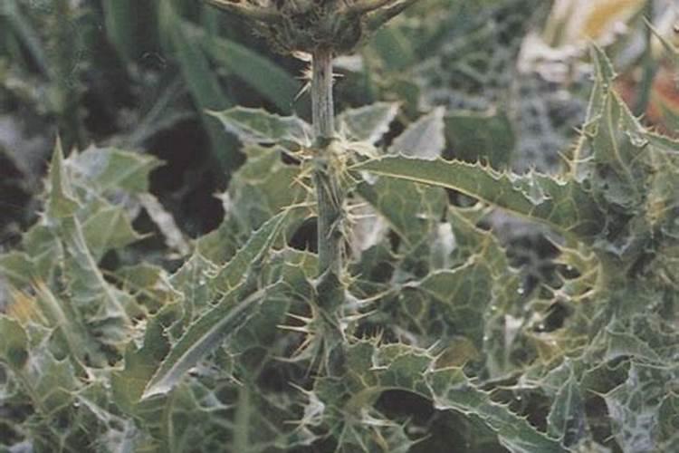 大葱种子几月播种