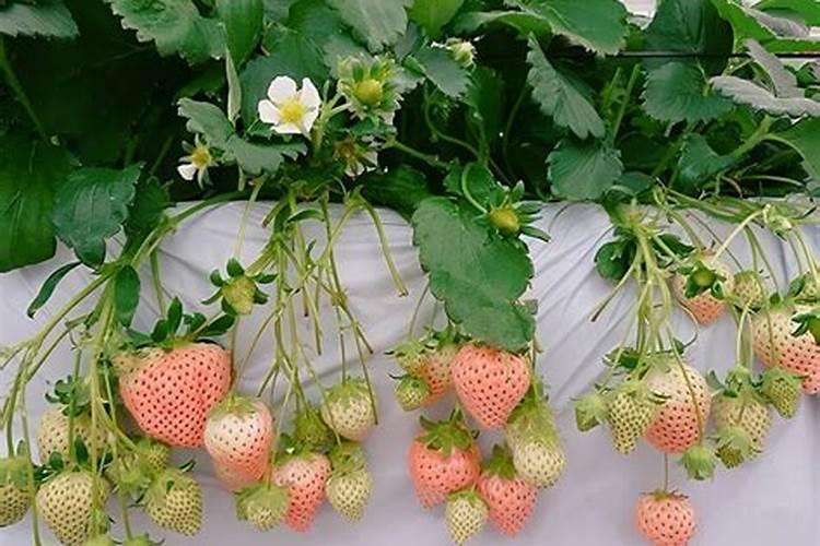 草莓施什么肥料最甜