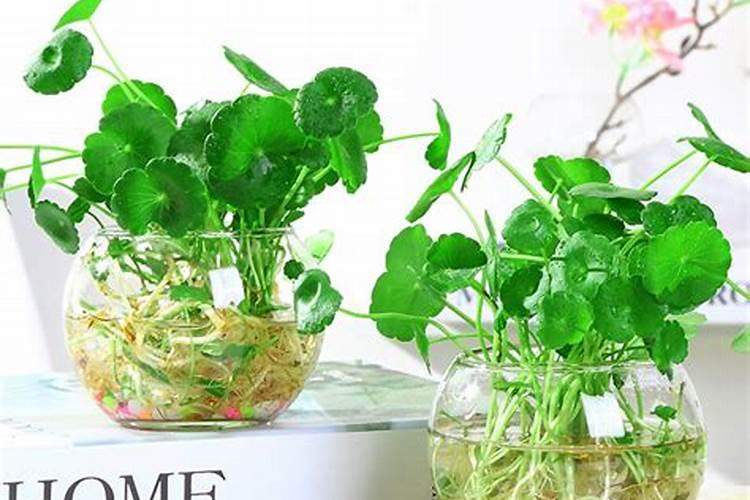 水培植物用什么肥料