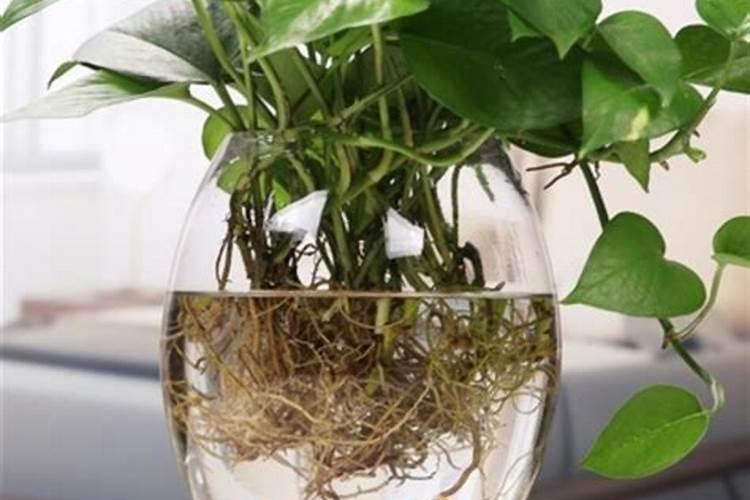 硫酸钾肥的正确使用方法