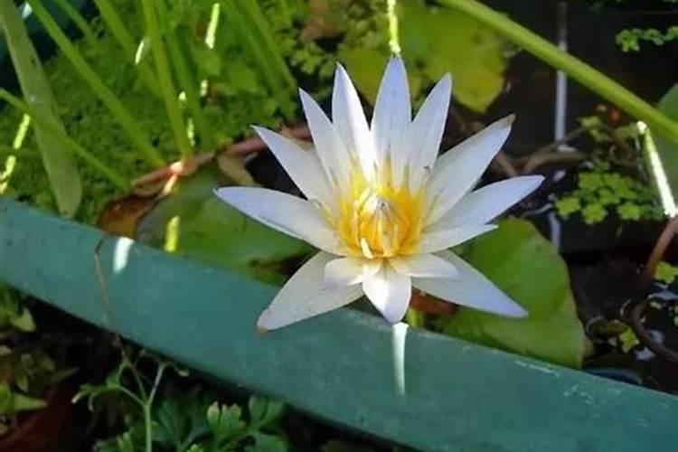 荷花养殖注意事项